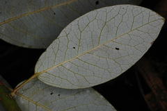 Daphniphyllum neilgherrense